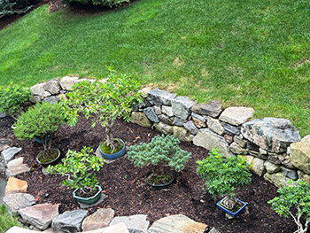 Collection of bonsai plants cultivated by Steven Birnbaum, MD, FACR