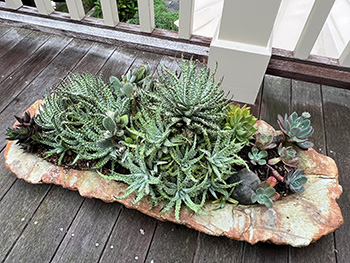 Collection of cactus plants cultivated by Steven Birnbaum, MD, FACR