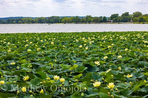 American Yellow Lotus - Field
