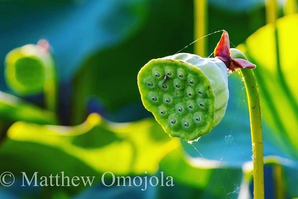 American Yellow Lotus - Showerhead