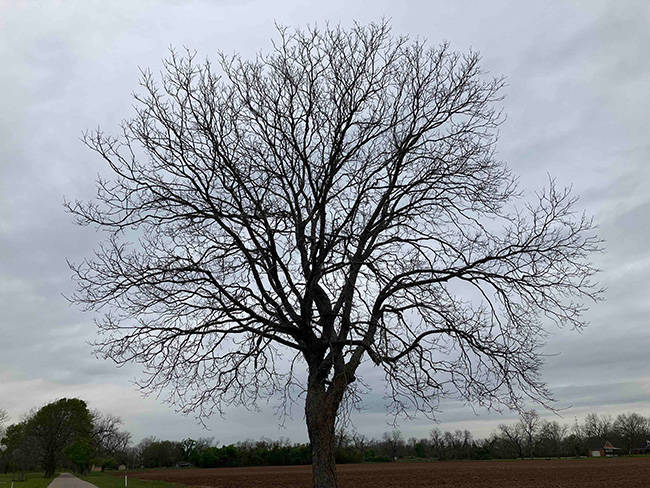 Tree bare of leaves silhouetted against a dreary winter sky