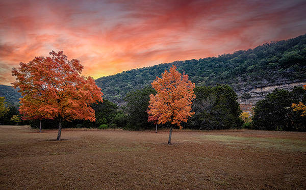 Bigtooth maple trees display autumn foliage near Vanderpool, Texas