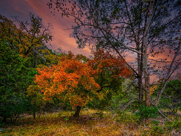 Bigtooth maple trees display autumn foliage near Vanderpool, Texas