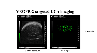 Static images of implanted tumor